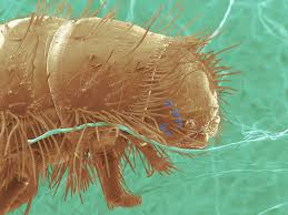 carpet beetle larva sem stock image