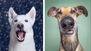 Looking for goofy dog names ? Elke Vogelsang S Portraits Of Dogs Are As Goofy As It Gets Diy Photography