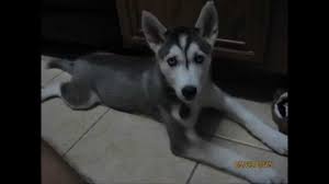 Husky Growth Time Lapse Youtube