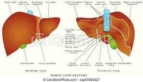 You're welcome to browse our website for additional information on this particular topic. Liver Anatomy Anatomy Of The Liver Realistic Anatomical Model Of Healthy Human Liver With Gallbladder On A White Background Canstock