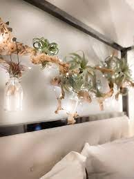 Stunning Air Plant Wall Display Easy