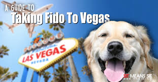 a guide to taking your dog to vegas