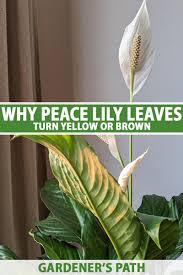 peace lily leaves turn yellow or brown