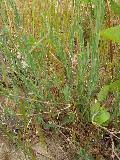 Silene vulgaris (Moench) Garcke subsp. angustifolia ... - FLORA::uniud