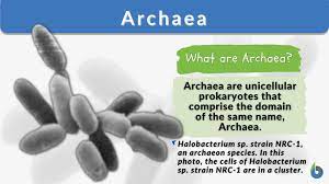 archaea definition and exles