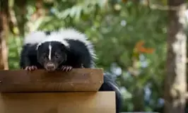 how-do-i-get-rid-of-a-skunk-under-my-porch