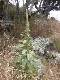 Verbascum thapsus - Wikipedia