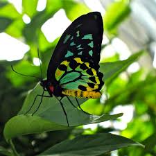 Image result for butterfly