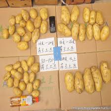 In general, the total market indicated a buoyant expansion from 2007 to 2018: Hot Sale Chinese Potato Supplying To Uae Singapore Malaysia Thailand China Fresh Potato Chinese Potato