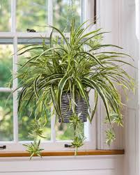 15 Best Low Light Indoor Plants Hanging Plants Indoor