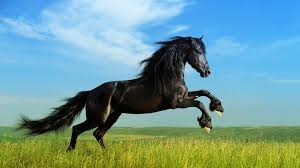 jumping black horse hd wallpapers