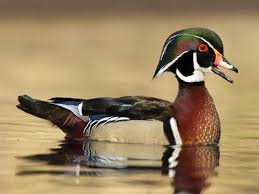 Wood Duck Identification All About Birds Cornell Lab Of