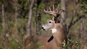 Tagged Buck Died Was Resuscitated And Went On Off The