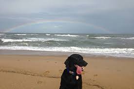 Prefer not to vacation without your furry family member? Outer Banks Pet Friendly Rentals Seaside Vacations