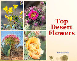 Desert Flowers Explore 25 Stunning