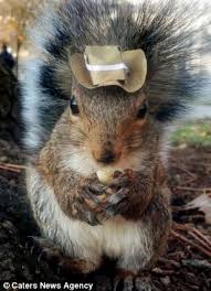 Image result for animals in cowboy hats