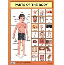 Amazon In Buy Parts Of The Body Chart Body Parts Chart