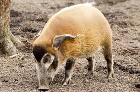 红河猪- 动物免费图片- Public Domain Pictures