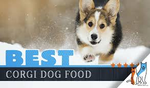 6 Best Corgi Dog Food Plus Top 2019 Brands For Puppies Seniors