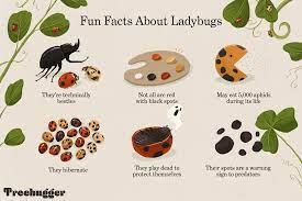 9 surprising facts about ladybugs