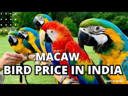 macaw parrot in india moluccan