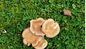 Are Lawn Mushrooms Poisonous The Scary