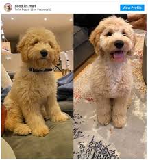 The goldendoodle teddy bear cut, also known as the goldendoodle puppy cut, is by far the most popular type of goldendoodle haircut. Doodle Haircuts To Swoon Over Tons Of Pictures