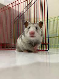 All about Free-Roaming + How to Hamster-Proof a Room — Hamster Society  (Singapore)