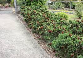 Tidy Australian Shrubs Best Plants