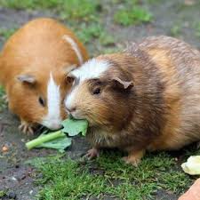 Is My Guinea Pig Fat Lafeber Co Small Mammals