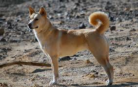 Canaan Dog - Native Breed.org