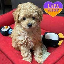 poodle puppies from ukraine