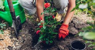 How To Plant Rose Bushes Gardener S Path