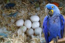 hyacinth macaw eggs at best in