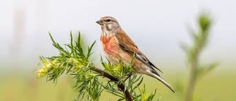 the most beautiful bird songs in the