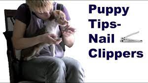 human nail clippers with puppies