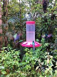 Monteverde Hummingbirds