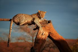 african leopard images browse 4 389