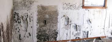 How To Detect And Get Rid Of Mould In