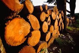 List Of Drying Times For Firewood Garden Guides
