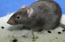 rodent droppings advice on