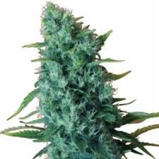 Gorilla glue gelato, also known simply as gelato glue, is an indica dominant hybrid strain (85% indica/15% sativa) created through crossing the infamous gorilla glue #4 x gelato strains. Gorilla Infested Gelato Auto Feminised Seeds Von Dr Krippling Seeds Seedsman Hanfsamen