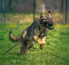 police dogs trained k10 workingdogs
