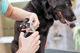 how to trim dog nails whole dog journal