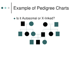 What Is A Pedigree Chart Ppt Download
