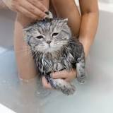 yıkanmayı-sevmeyen-kedi-nasıl-temizlenir