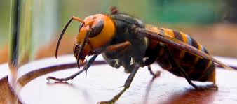 asian giant hornet or hornet