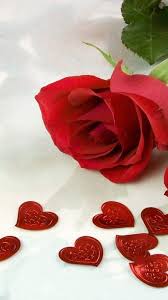 hd rose flower red love