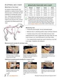 49 Paradigmatic Chihuahua Chart