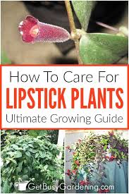 lipstick plant care guide how to grow